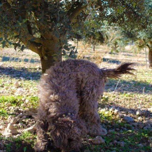 Apolo-el-perro-del-equipo-1024x683-1-e1746774738187